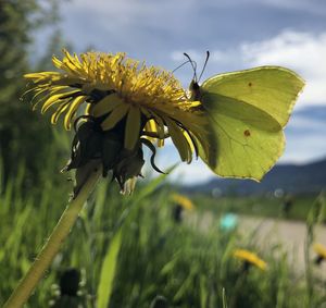 Close-up of insect on yellow flower