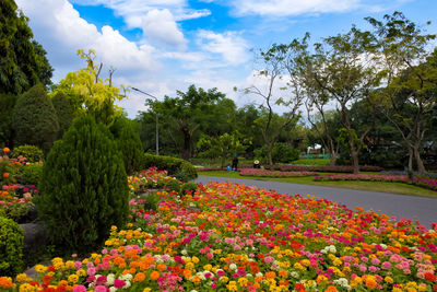 View of flowering plants in park