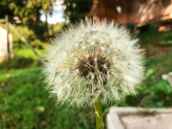 Close-up of dandelion flower