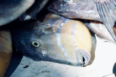 Close-up of fish for sale