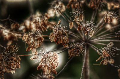 Close-up of dried plant