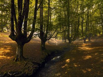 Trees in forest