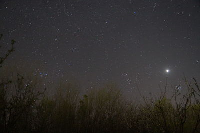 Low angle view of star field against sky at night