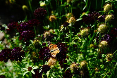 Close-up of butterfly pollinating on flower