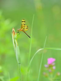 Close-up of insect on plant