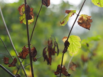 Close-up of dried leaves on plant