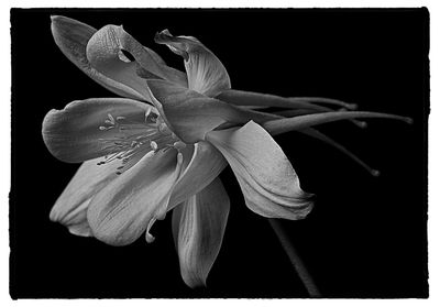 Close-up of flower against black background