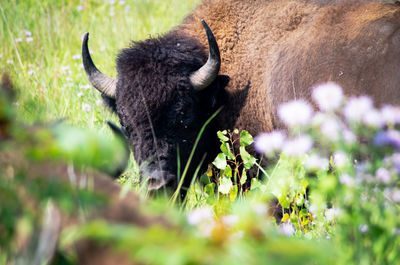 View of an animal on field