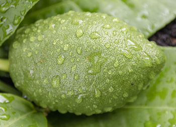 Close-up of wet leaf