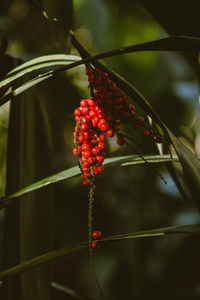 nature