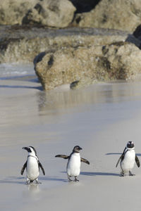 Close-up of bird in lake