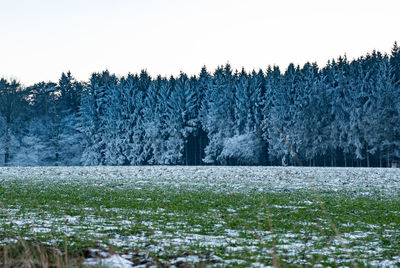 Trees on field against clear sky during winter