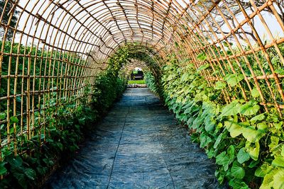 Walkway in greenhouse