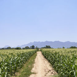 Scenic view of agricultural field against clear sky