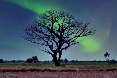 Bare tree on field against sky