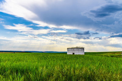 Scenic view of agricultural field against sky