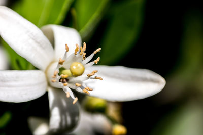 Close-up of white flowering plant