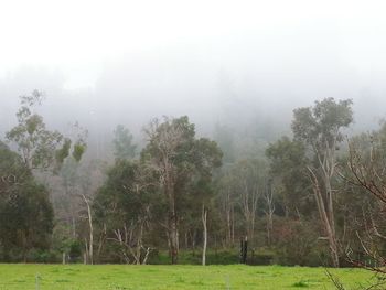 Scenic view of grassy field against sky