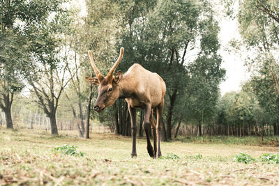 Deer in a forest