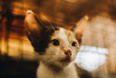 Close-up portrait of a cat