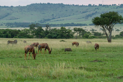 Herd of topi antelope grazing in a field in the masai mara in kenya. 