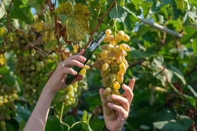 Cropped hand of man holding plant