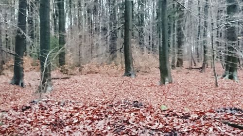 Autumn leaves in forest