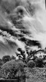 Trees against cloudy sky