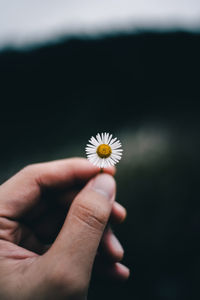 Close-up of hand holding white flowering plant