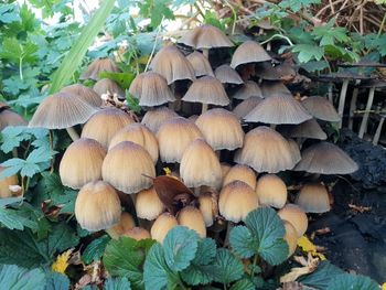 Close-up of mushrooms growing on field