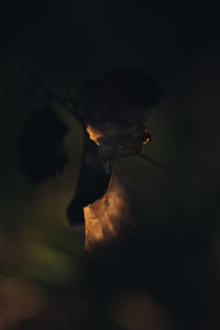 Close-up of orange flower against sky at night