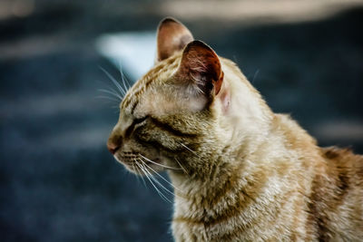 Close-up of cat sitting outdoors