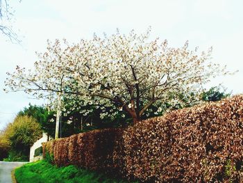 Low angle view of flowers on tree