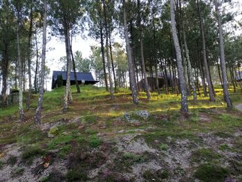 Trees in forest