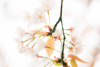 Low angle view of flowers on branch