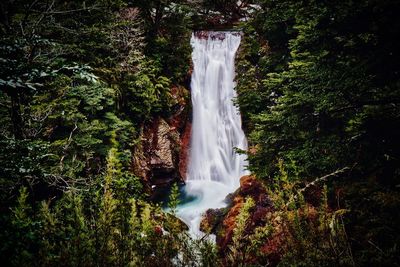 Scenic view of waterfall in forest