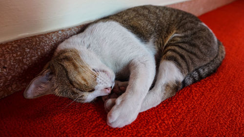 High angle view of cat sleeping