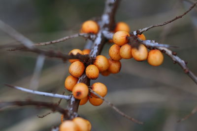 Close-up of berries growing on tree