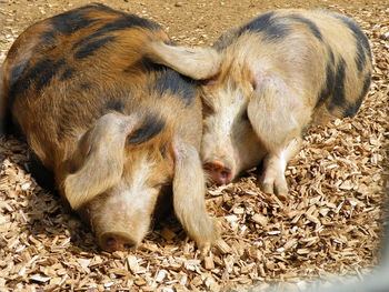 Close-up of sheep sleeping