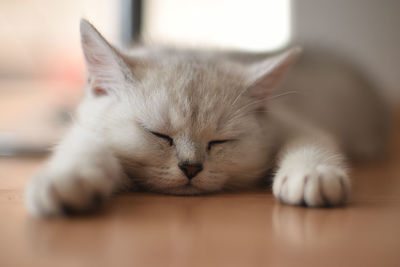 Tired kitten