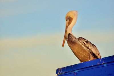 Low angle view of pelican perching against clear sky