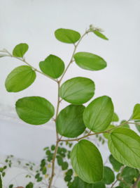 High angle view of leaves against white background