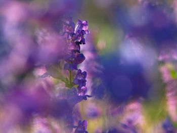 Close-up of blue flowering plant in bloom