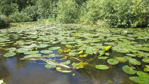 Close-up of lotus water lily in pond