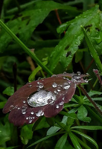 Close-up of raindrops on leaves