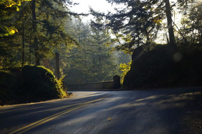 Road amidst trees