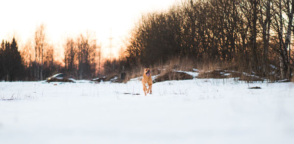 Man standing on snow covered field against sky