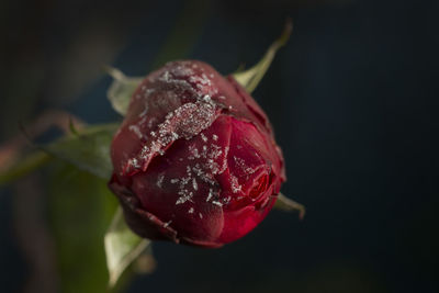 Close-up of strawberry on flower