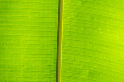 Banana palm leaf bckground