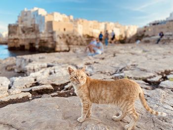 Cat standing on rock